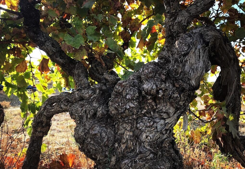 Spanish Wine Academy taps into buzz around Spanish Garnacha