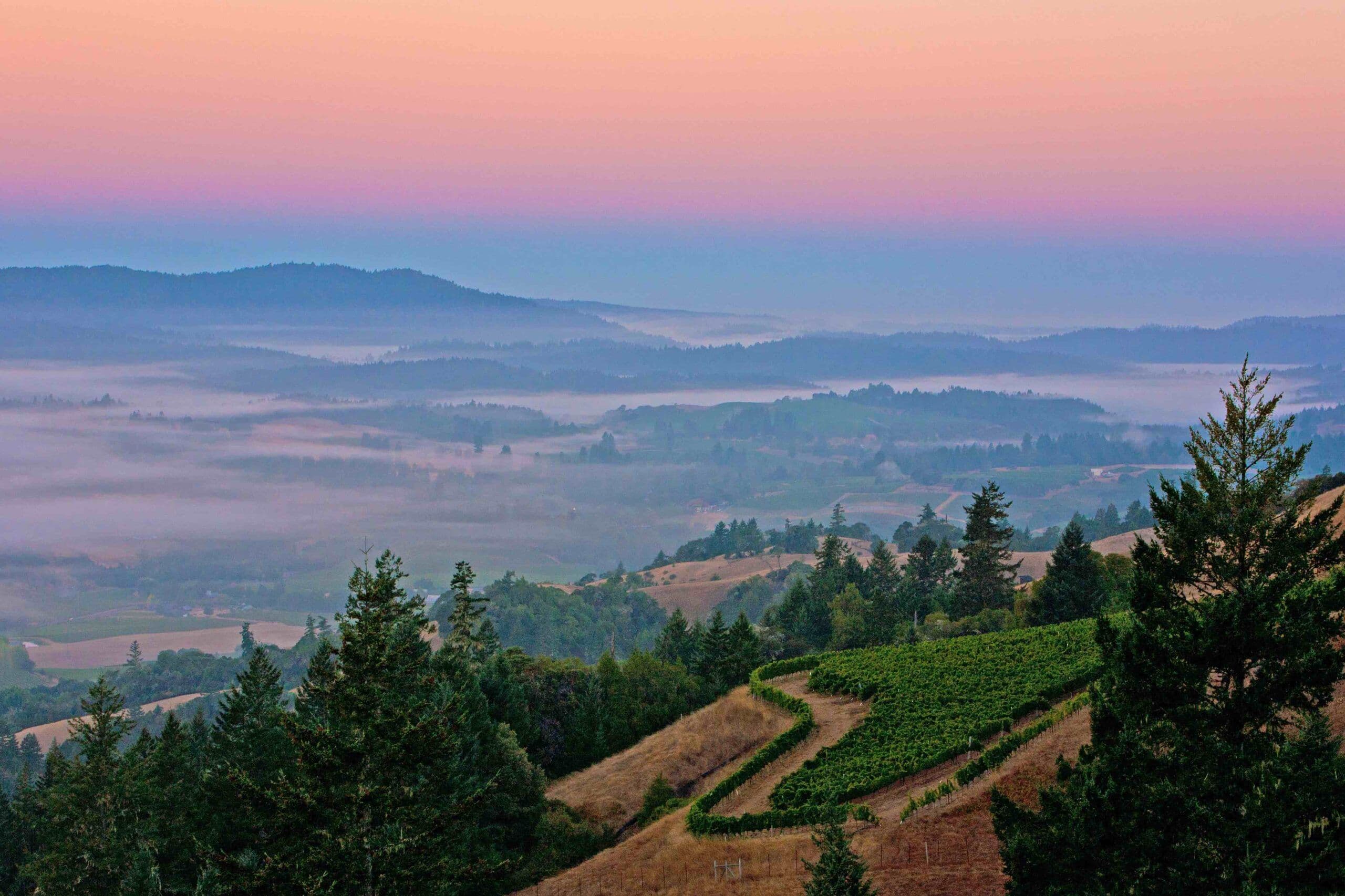 Wines of California: breaking new ground with Essential At Home