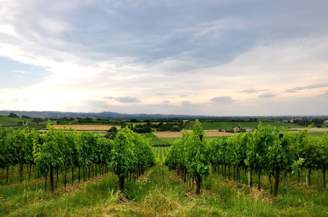 Our picks of the new range from Italian wine network Vinità Italia