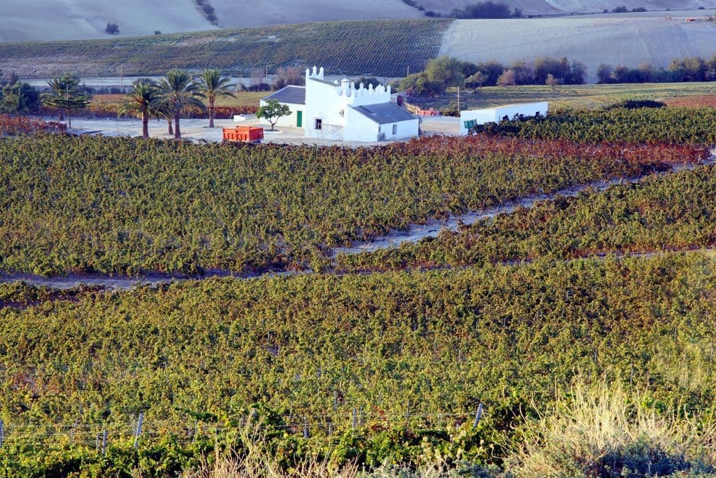 Singularly delicious: a decade of Grandes Pagos de Espana