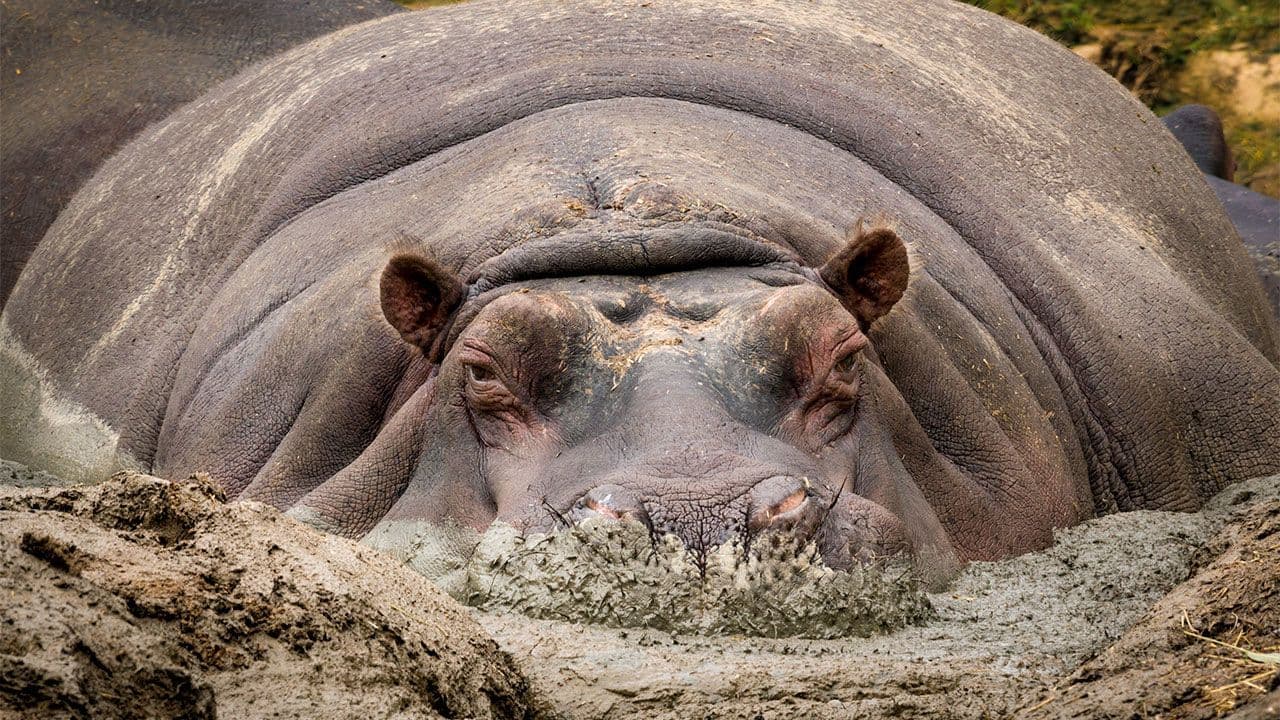 Covid-19 has shamed ‘Hippo’ leaders into a digital strategy