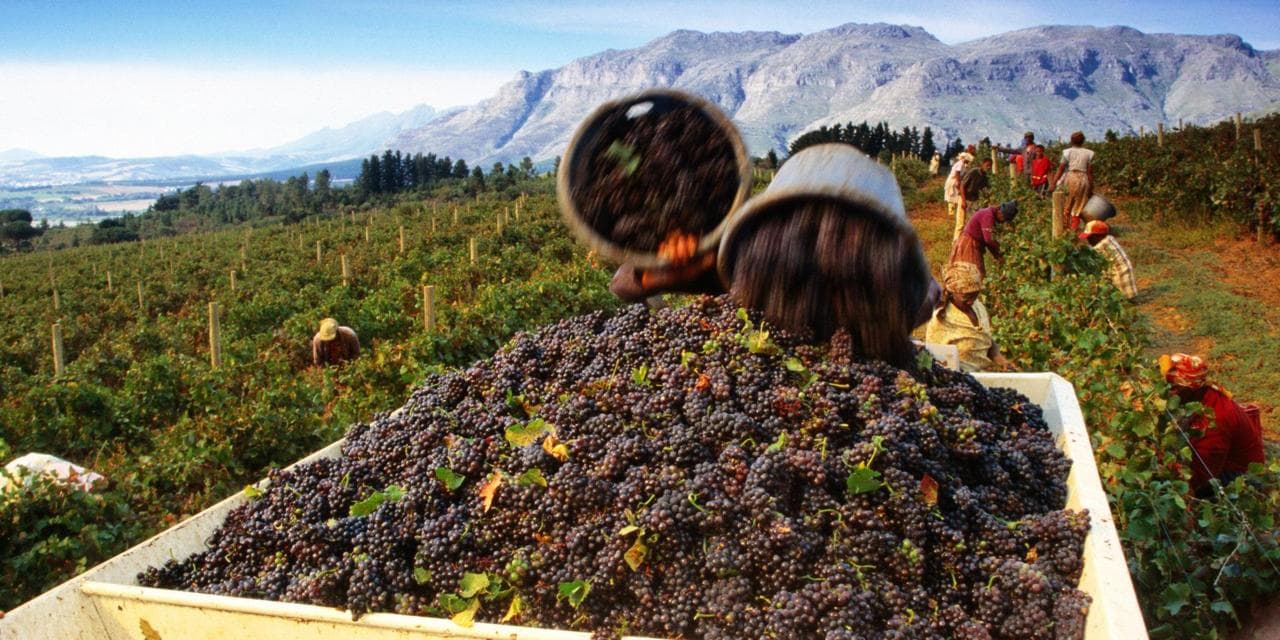 How E-Vino uses e-commerce to connect buyers & bulk producers