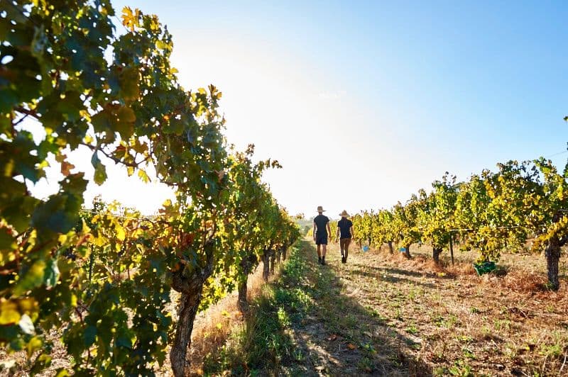 How is Australian wine facing up to the major crises of 2020/21?