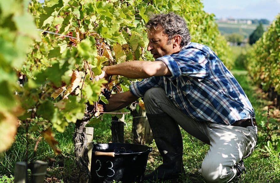 Bordeaux’s Christophe Chateau on region’s ‘difficult’ 2021 harvest