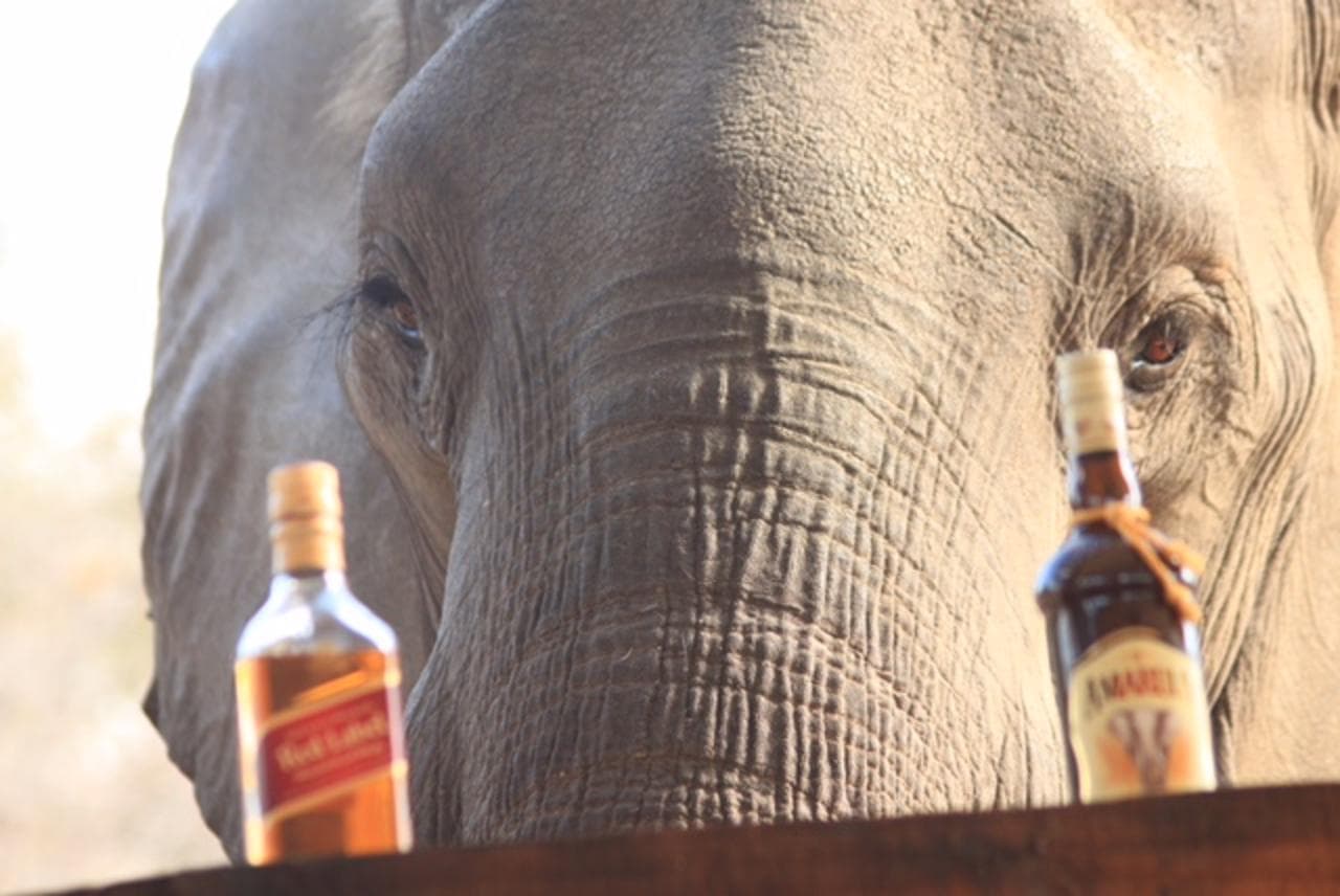 Mental health & alcohol: time to address ‘elephant in the room’?