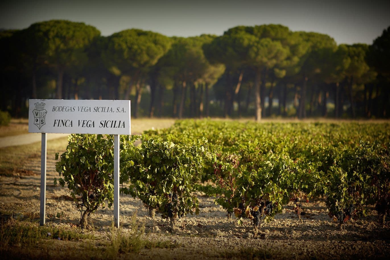 Valbuena: the star of the new portfolio release from Vega-Sicilia