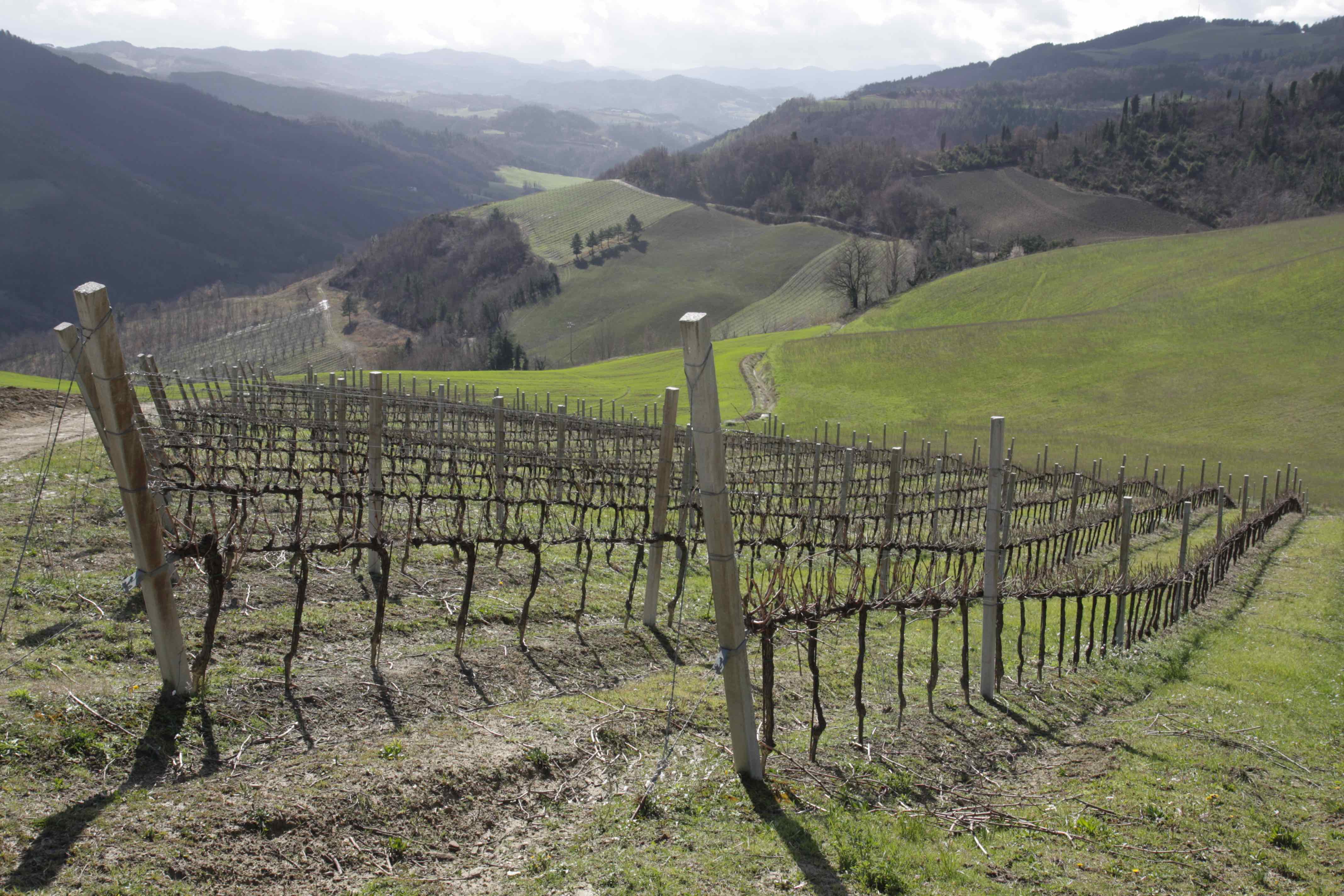 Stella dell’ Appennino celebrates Modigliana Sangiovese