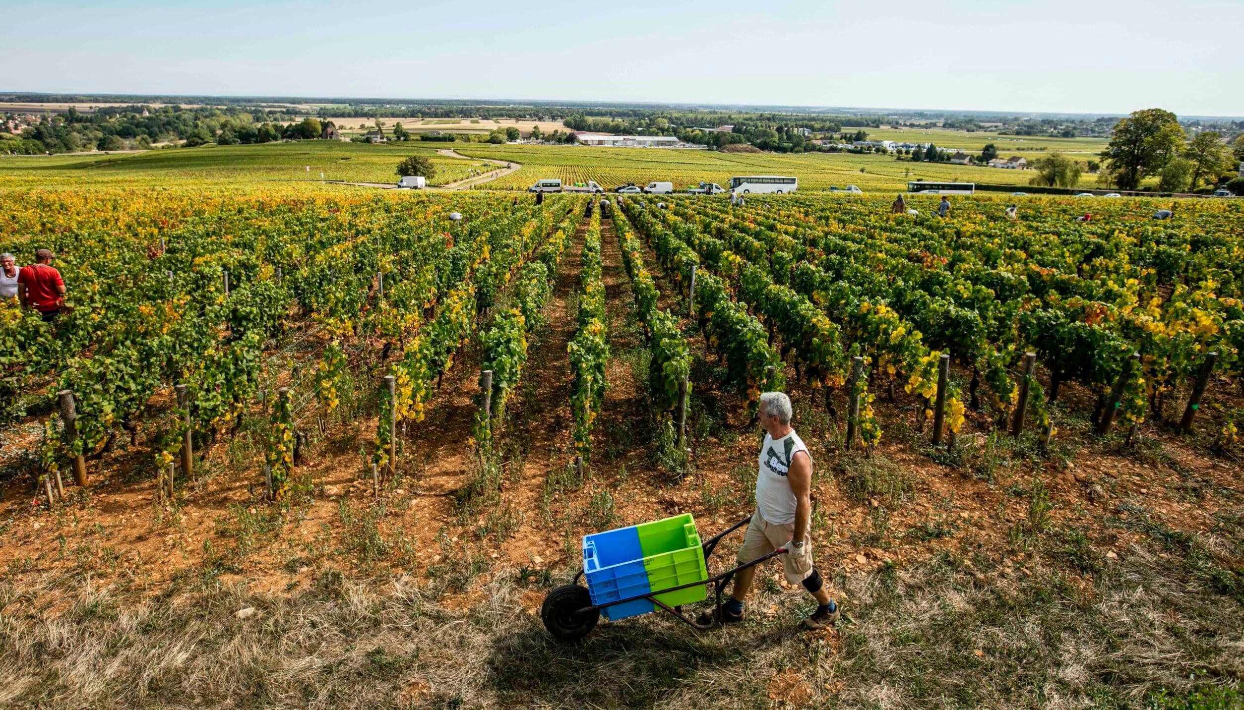 Bourgogne Cote d’Or & Louis Jadot: Bourgogne Hidden Gems