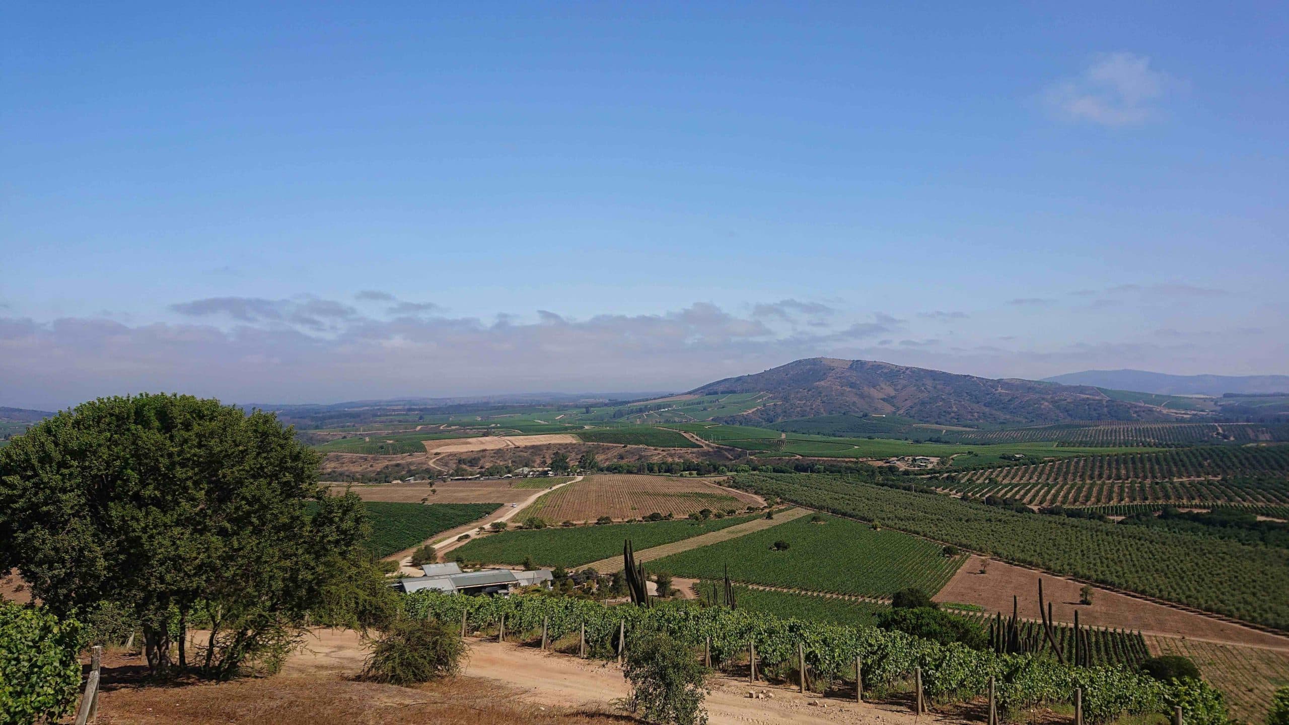 Mattia Scarpazza: Chile has so much for sommeliers to discover