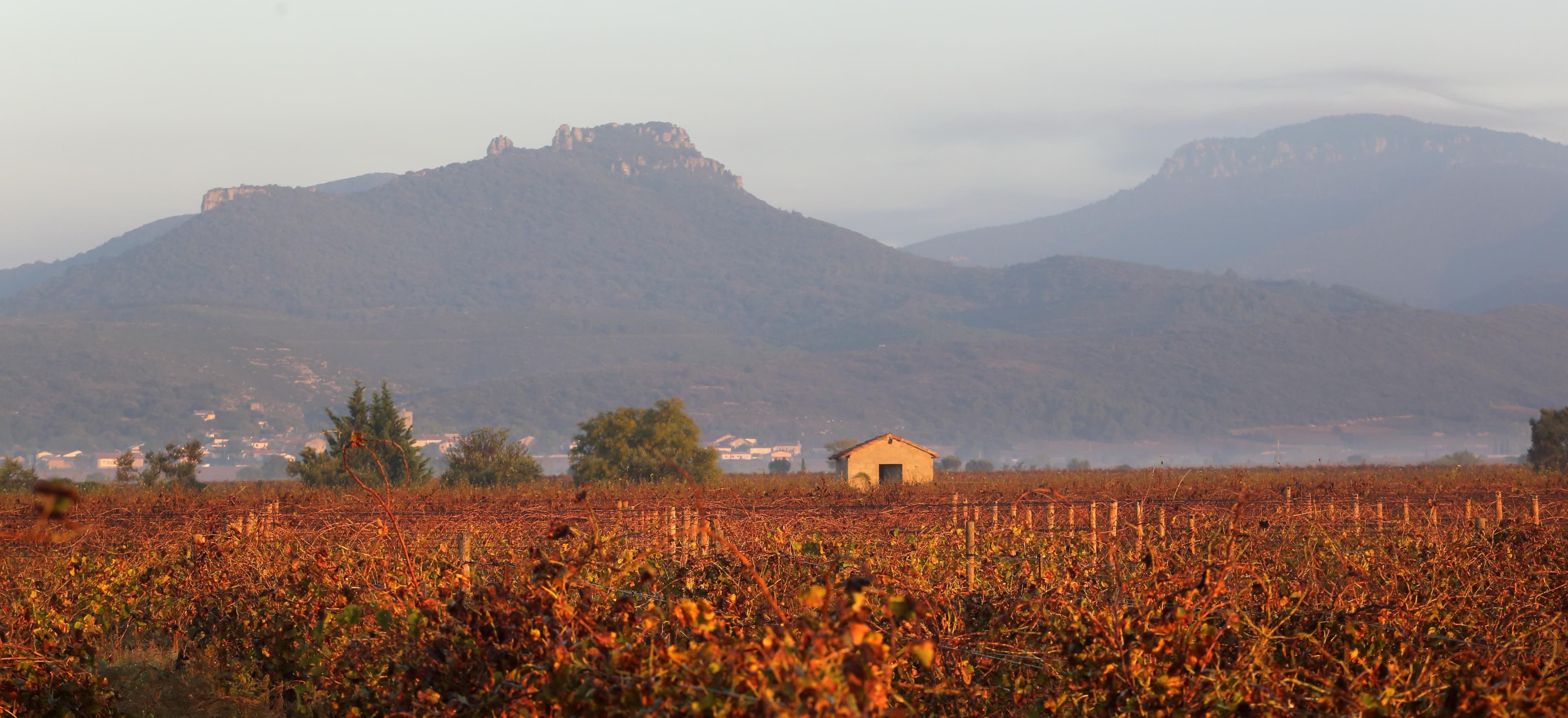 How Robert Dougan has scored a winner with Languedoc’s La Pèira