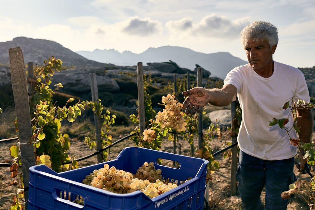 Why T-Oinos is the new premium Greek winery on the block