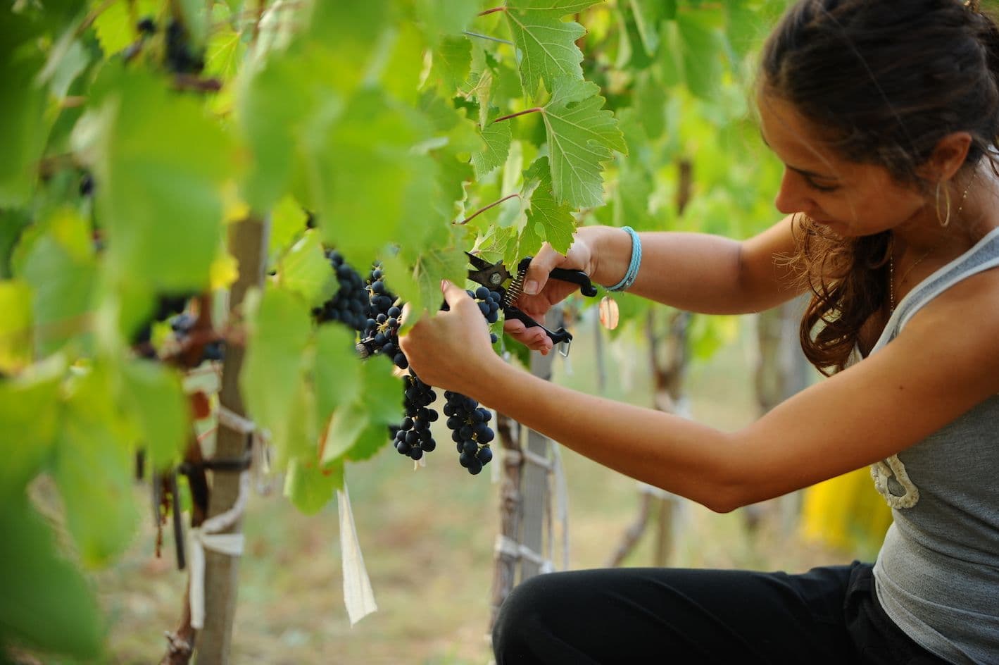 Kayra: making quality wine with Turkish grapes against the odds
