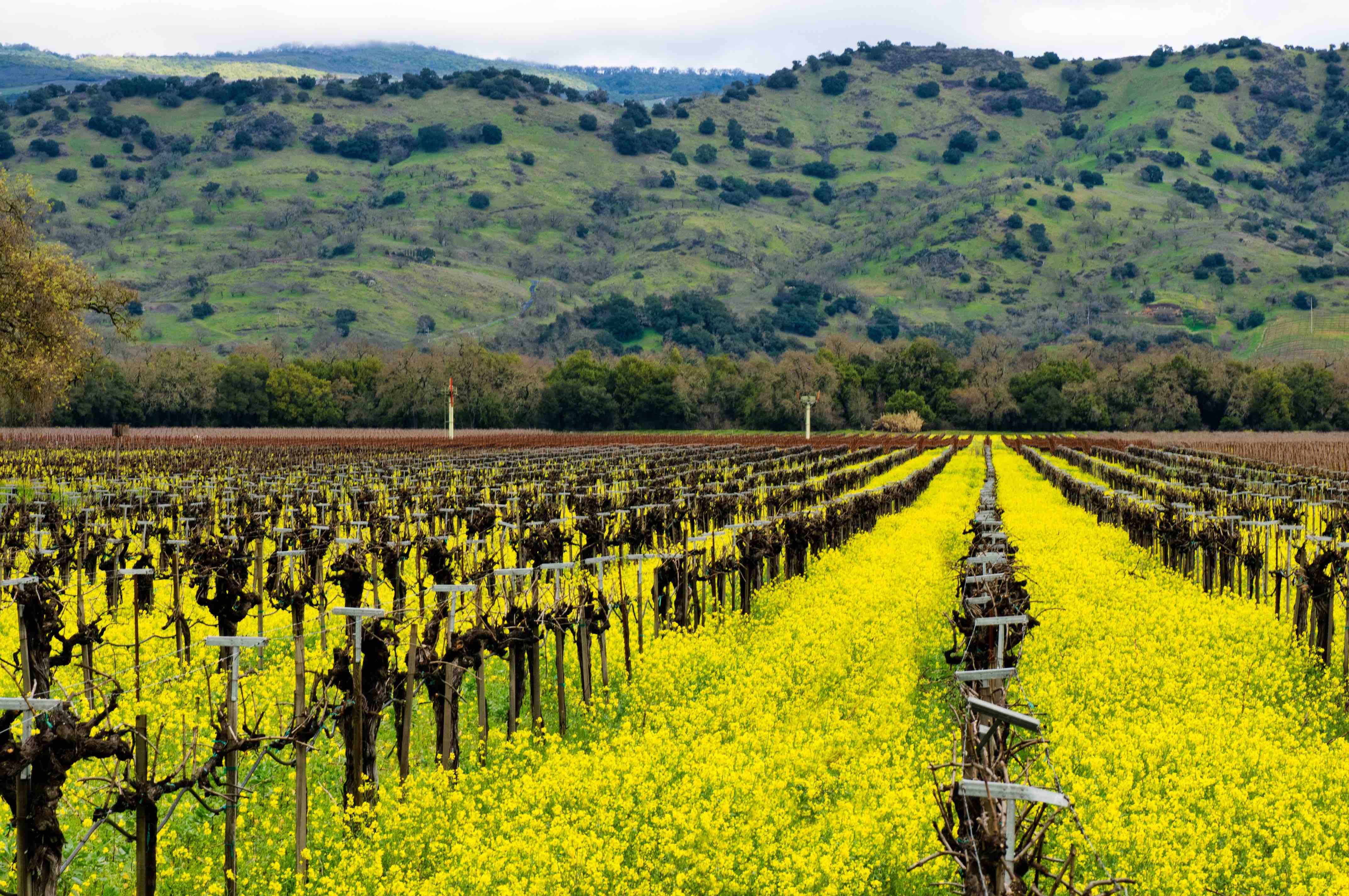 Opportunity to taste ageability across 3 Napa Valley vintages