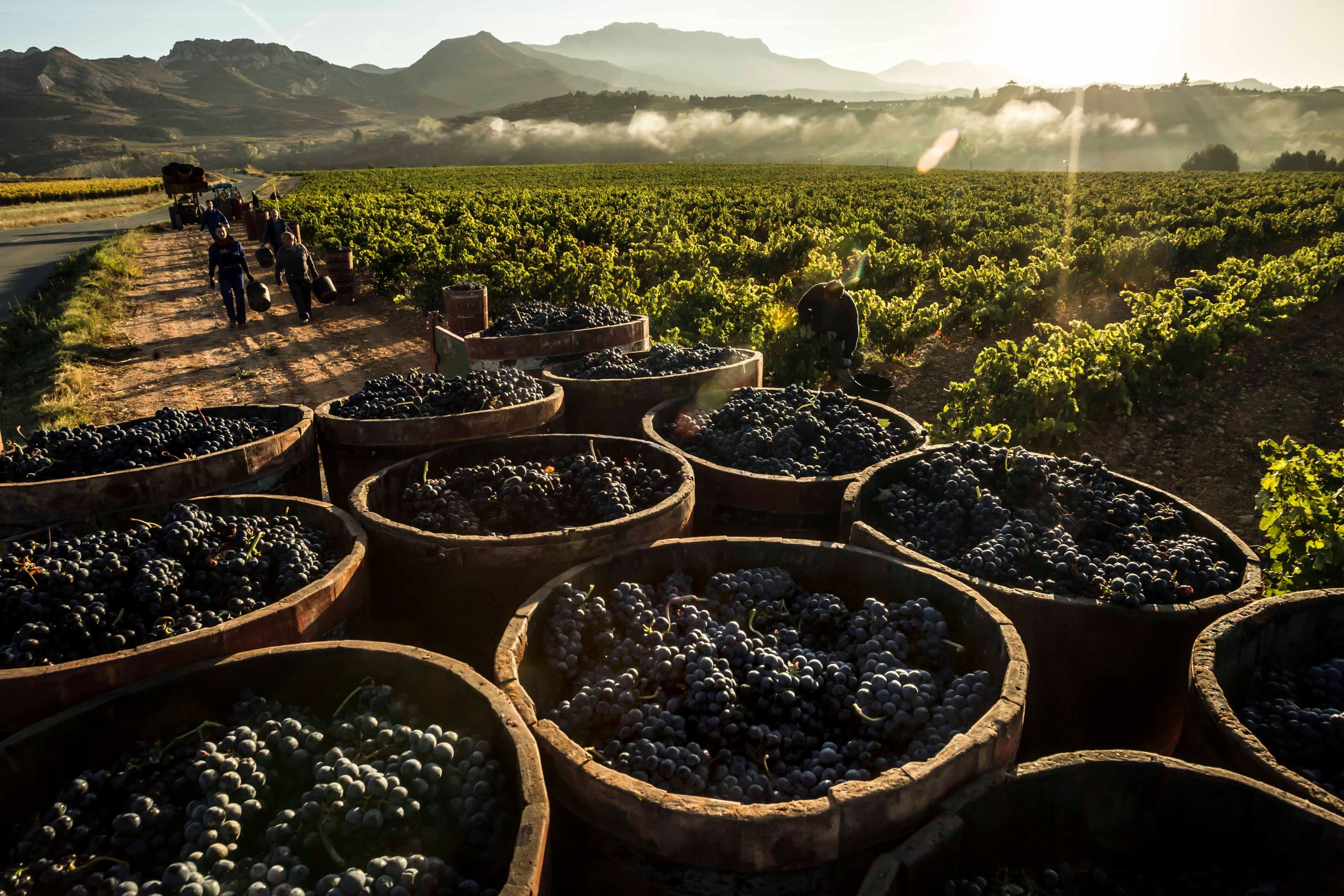How sommeliers can sign up for new Rioja Somm’er School