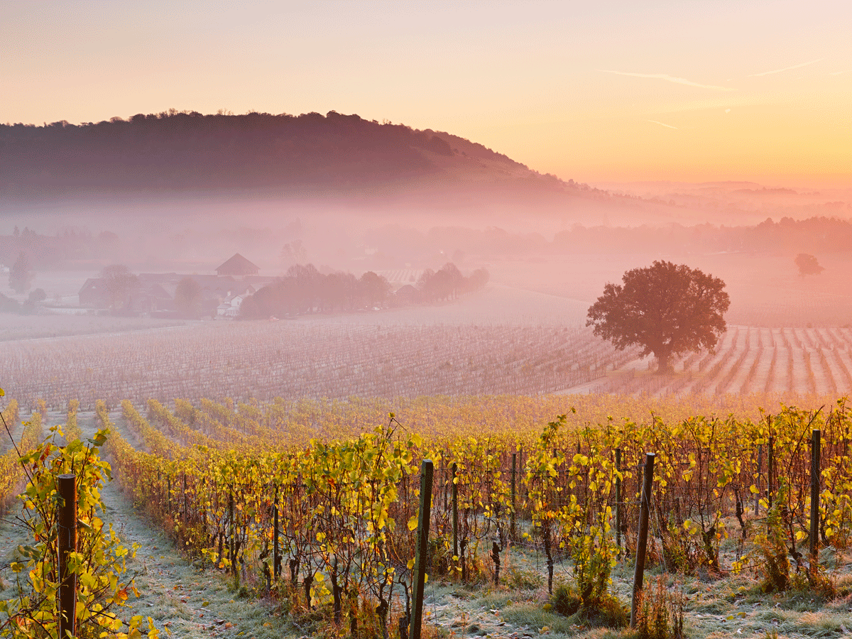 Bibendum Debate: opportunities & challenges for English wine