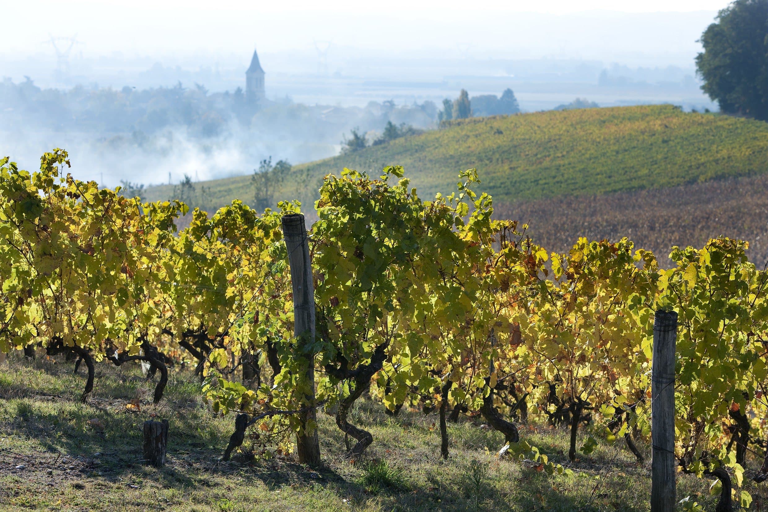 Yann Chave: opportunities and challenges for Crozes Hermitage