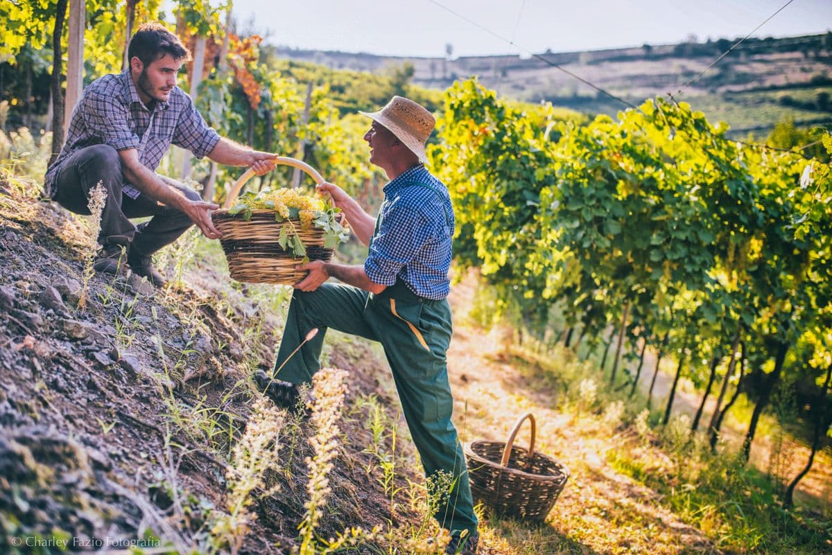 Sarah Abbott MW: the time is right to re-think your Soave range