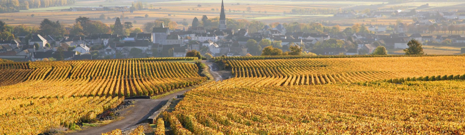 Burgundy Week: need to buy carefully says John E Fells & Sons