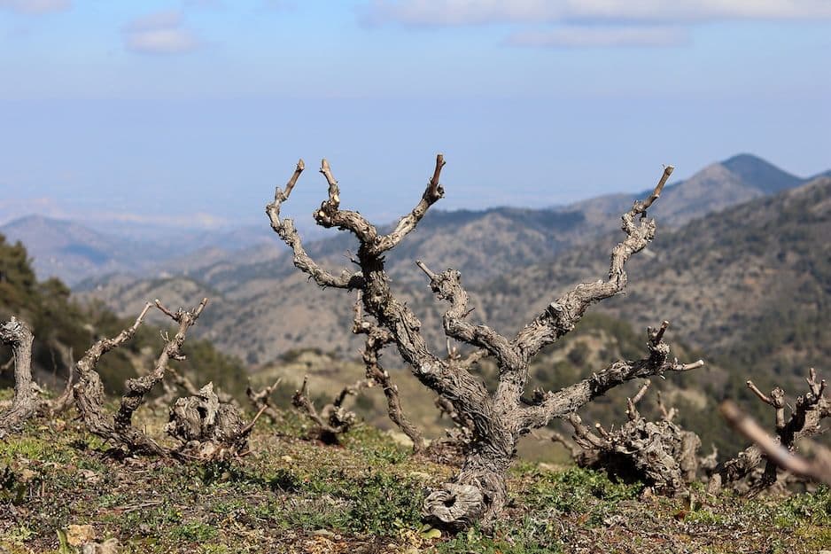 Justin Keay: How Cyprus's wine revolution has only just got started