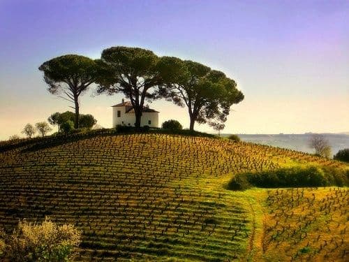 Roger Jones: 9 white Spanish wines that should be on your list