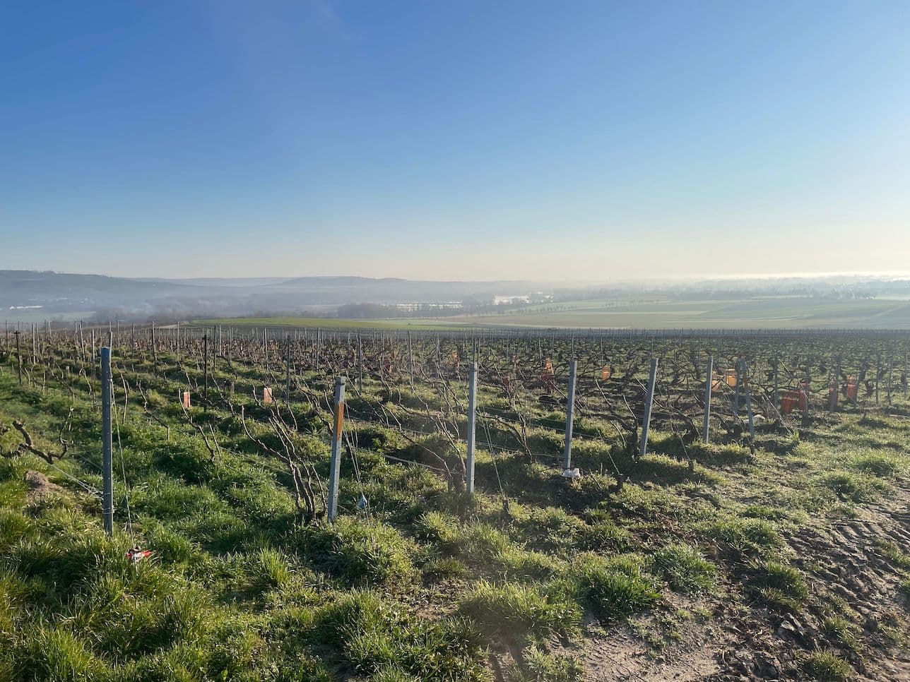 Warmer, riper, different: chefs de caves on Champagne's new reality